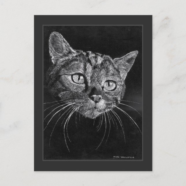 Cat Face Drawing By Mark Edward Westerfield  Postcard (Front)
