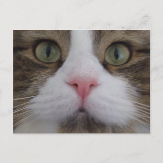 Cat Face on Postcard (Front)