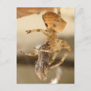 Cat Face Spider Devouring a Wasp Postcard