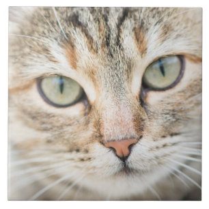 Cat face tile