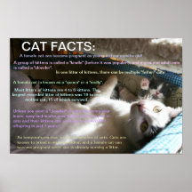 Cat facts 2