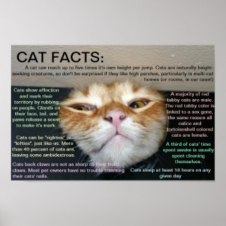 Cat facts 3 poster
