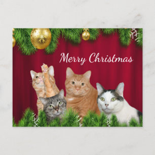 Cat family Christmas Holiday Postcard