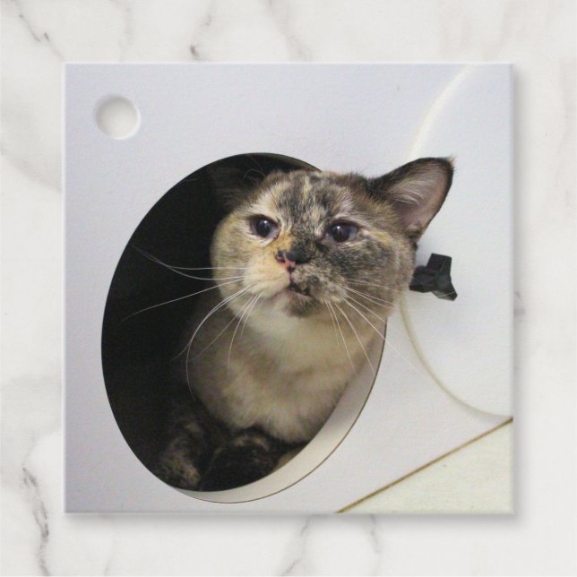 Cat    favour tags (Front)