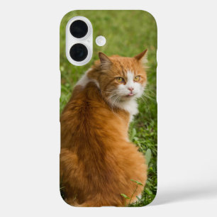 Cat, Feline, Animal iPhone 16 Case