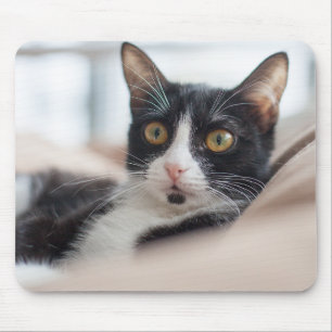 cat, feline, pet mouse mat