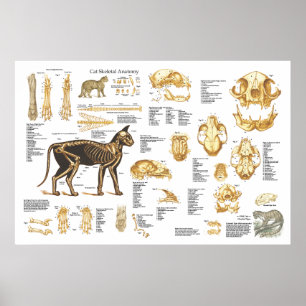 Cat Feline Skeletal Anatomy Poster 24" X 36"