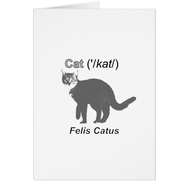 Cat Felis Catus (Front)