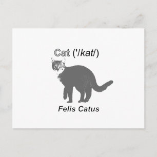 Cat Felis Catus Postcard