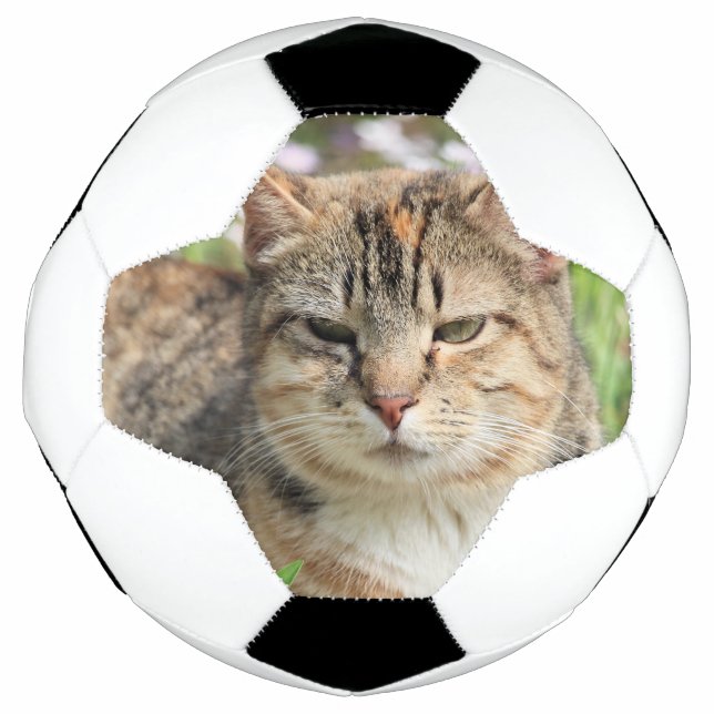 Cat Football (Front)