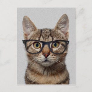 Cat geek postcard