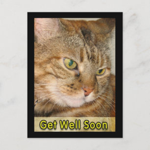cat get well soon postcard