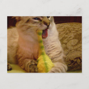 Cat gets dinosaur Postcard