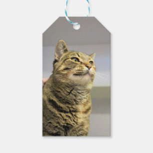 Cat gift tags