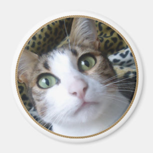 Cat Green Eyes - round magnet