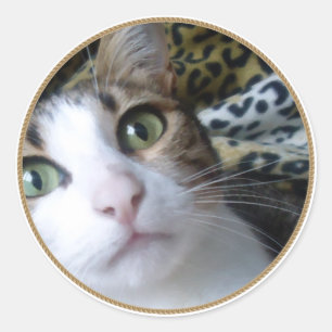 Cat Green Eyes - round sticker