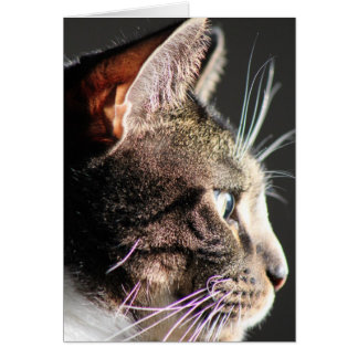 Cat head, profile