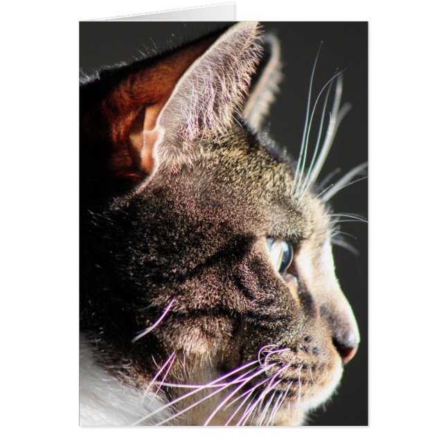 Cat head, profile (Front)