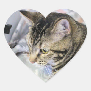 Cat   heart sticker