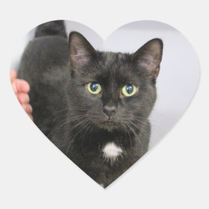 Cat   heart sticker