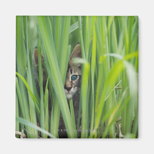 Cat hiding in grass magnet (Front)