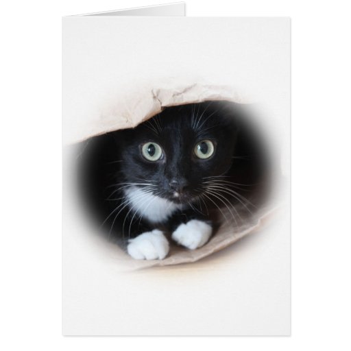 Image of Cat in a bag