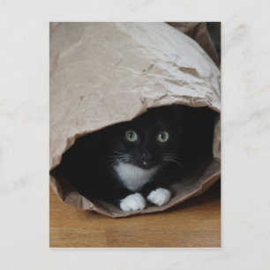 Cat in a bag 2 postcard