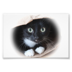 Cat in a bag photo print
