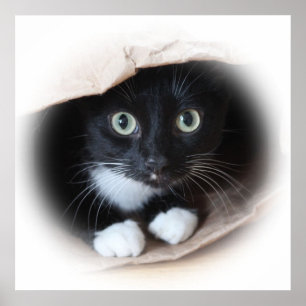 Cat in a bag poster