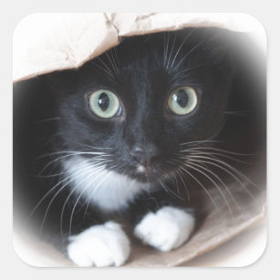 Cat in a bag square sticker