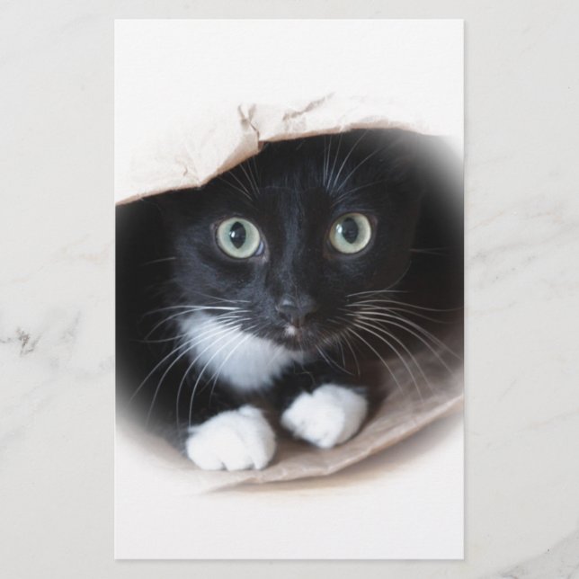 Cat in a bag stationery (Front)