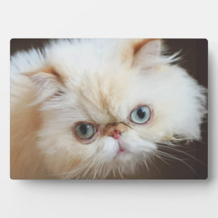 Cat In A Box Plaque