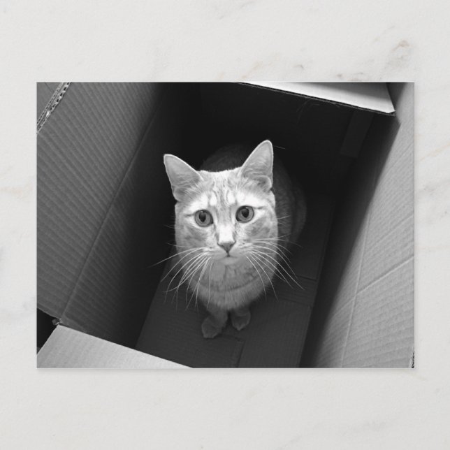 Cat in a Box Postcards (Front)
