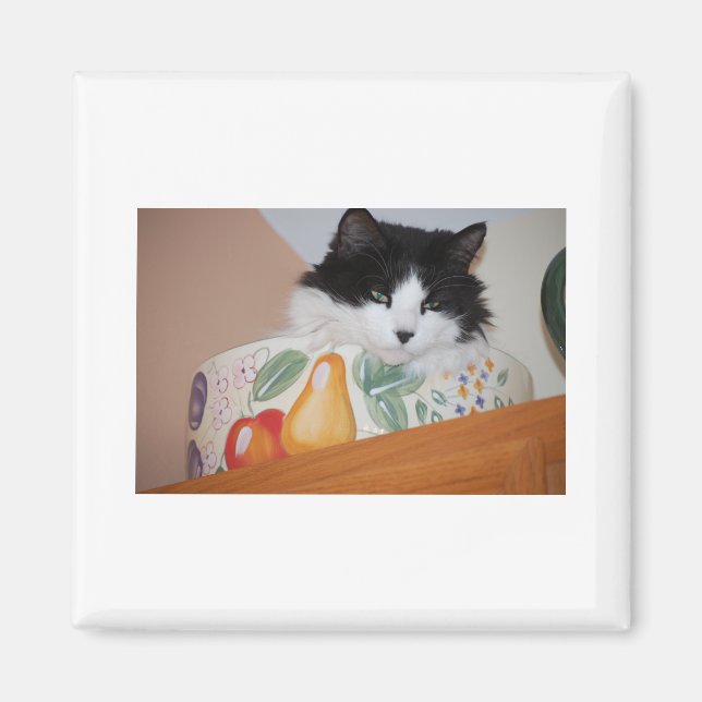 Cat in a Fruit Bowl Magnet (Front)