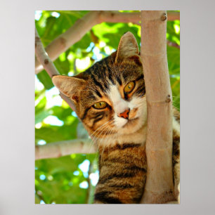 Cat in a Tree Poster
