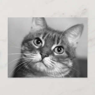 Cat in Black and White Postcard
