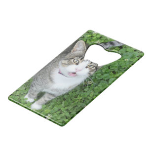 Cat in Clover