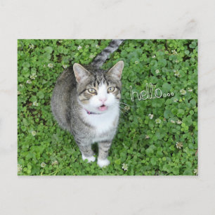 Cat in Clover Saying Hello Postcard