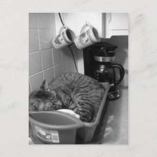 Cat in dish drainer Postcard