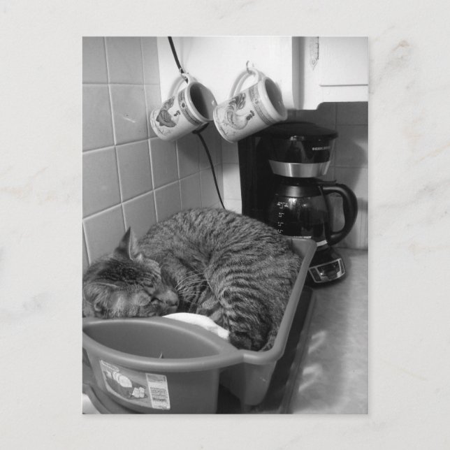 Cat in dish drainer Postcard (Front)