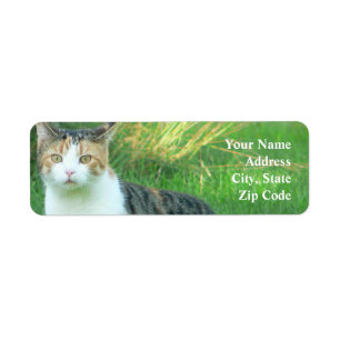 Cat in grass