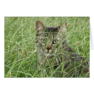 Cat in Grass III