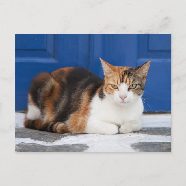 Cat in Greece Postcard (Front)