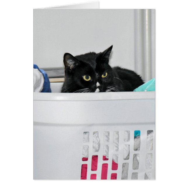 cat in laundry basket (Front)