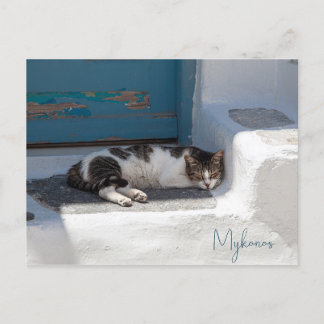 Cat in Mykonos Postcard
