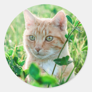 Cat in Nature Classic Round Sticker