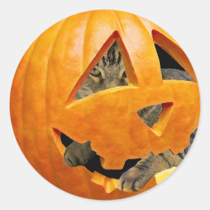 Cat in Pumpkin Classic Round Sticker