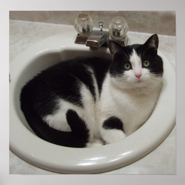 Cat in sink poster (Front)