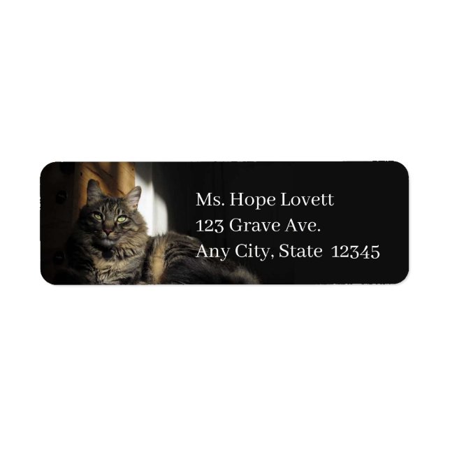 Cat in Sunlight Return Address Labels (Front)