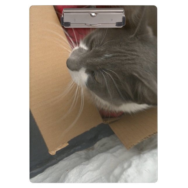 Cat in the Box Clipboard (Front)
